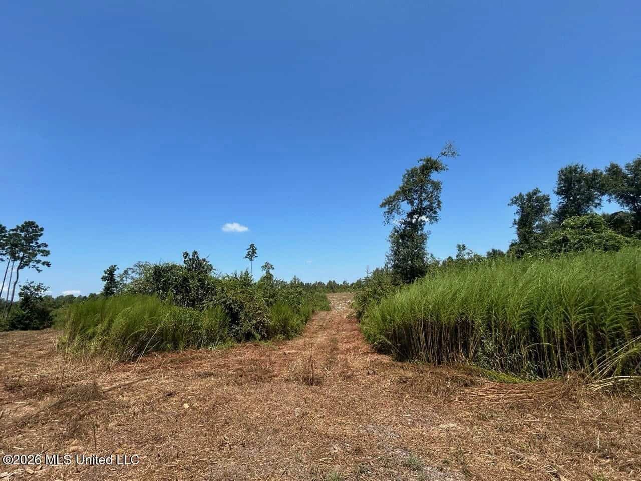 147± Acre Hunting Property in Plainview, LA