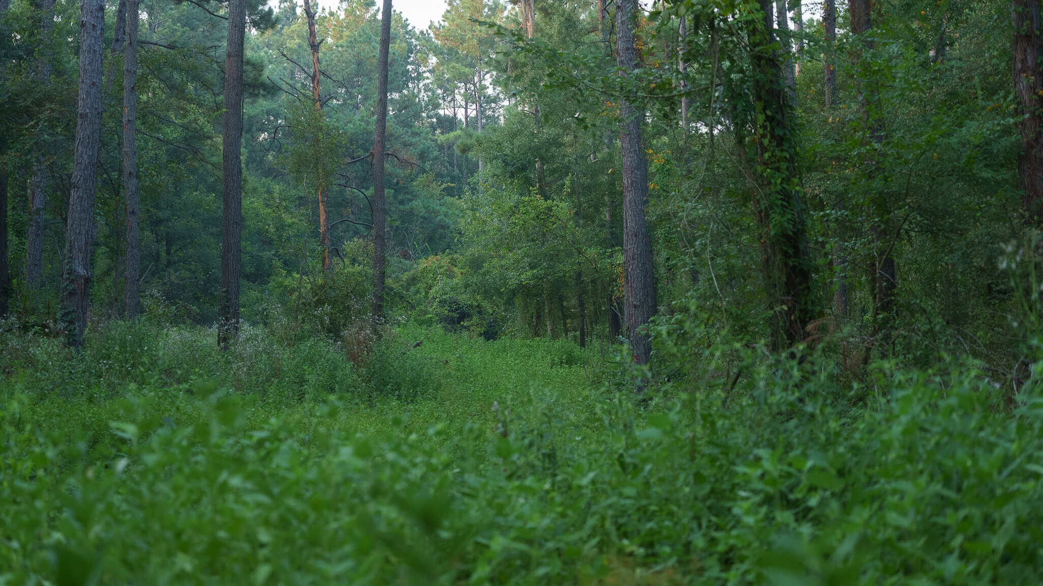 East TX Hunting Land for Sale | 327 Acres | River & Duck Slough | Laneville TX