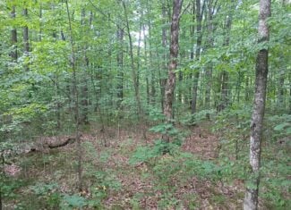 280 ± Acres Near Butternut Lake, WI Recreational Land