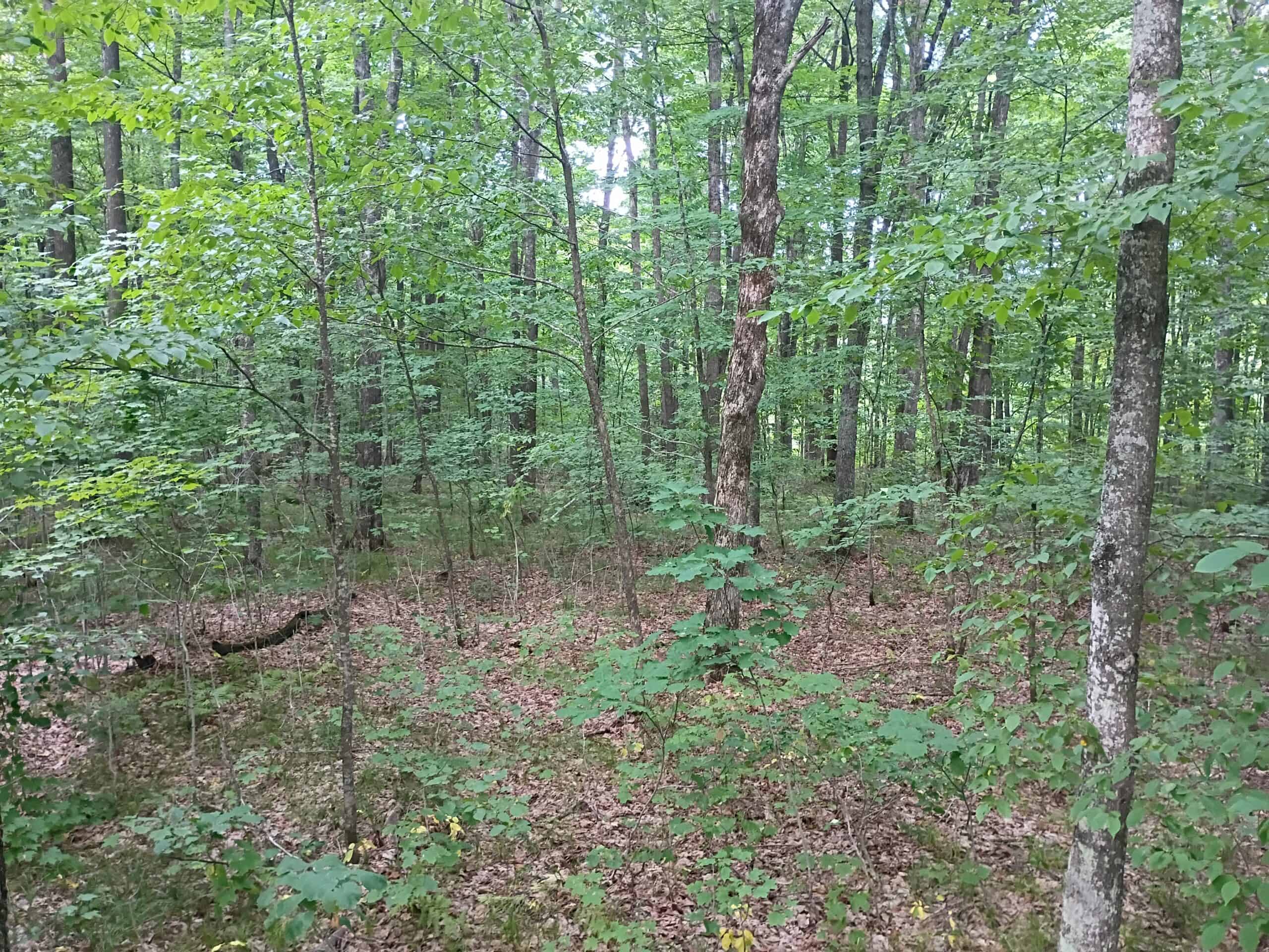 280 ± Acres Near Butternut Lake, WI Recreational Land