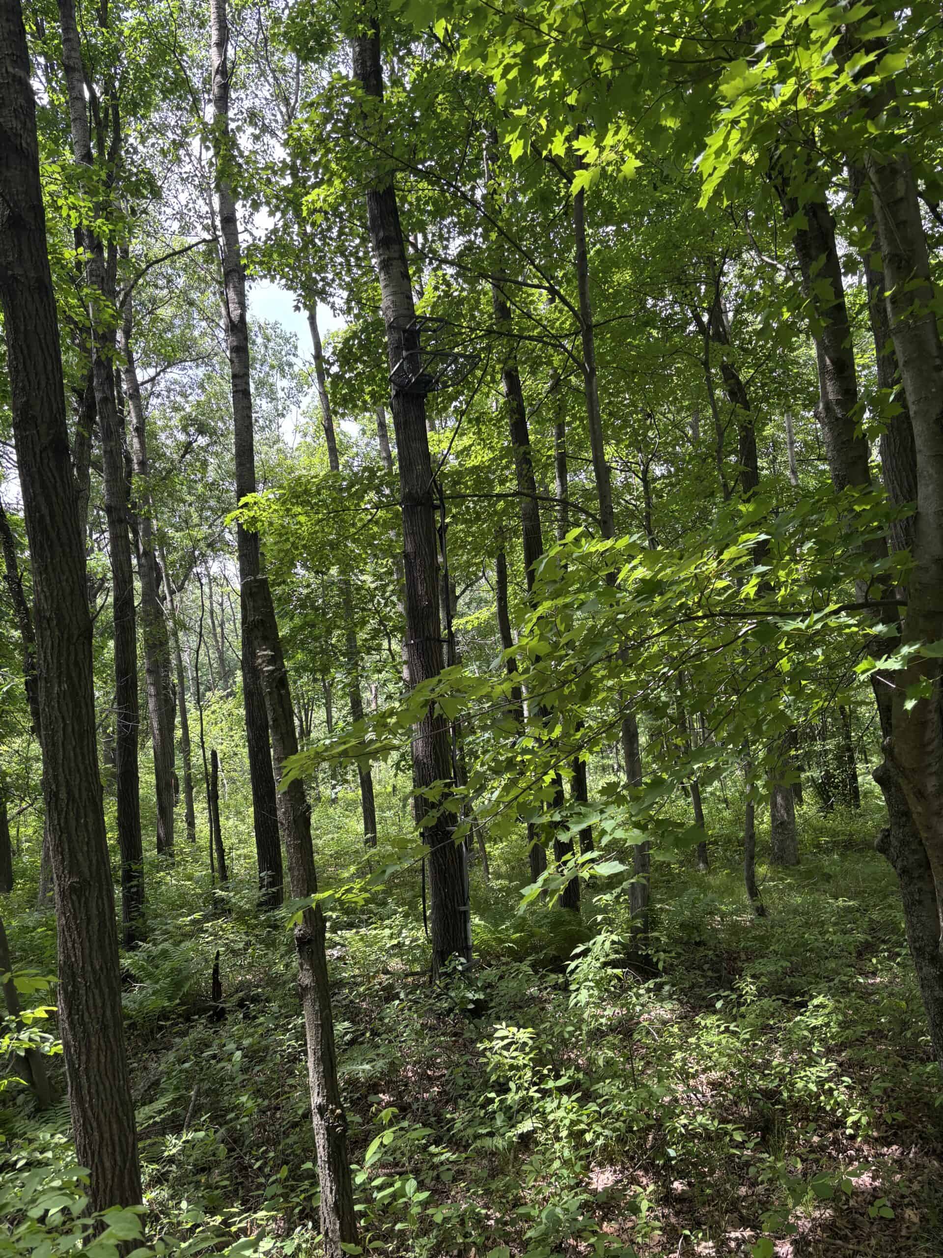 68± Acres of Timber, Water & Recreation | Monroe County, Wisconsin