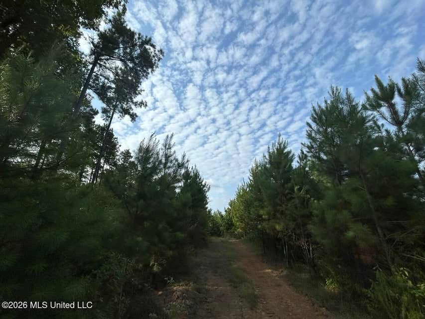 90± Acre Hunting Tract for Sale in Meadville, MS