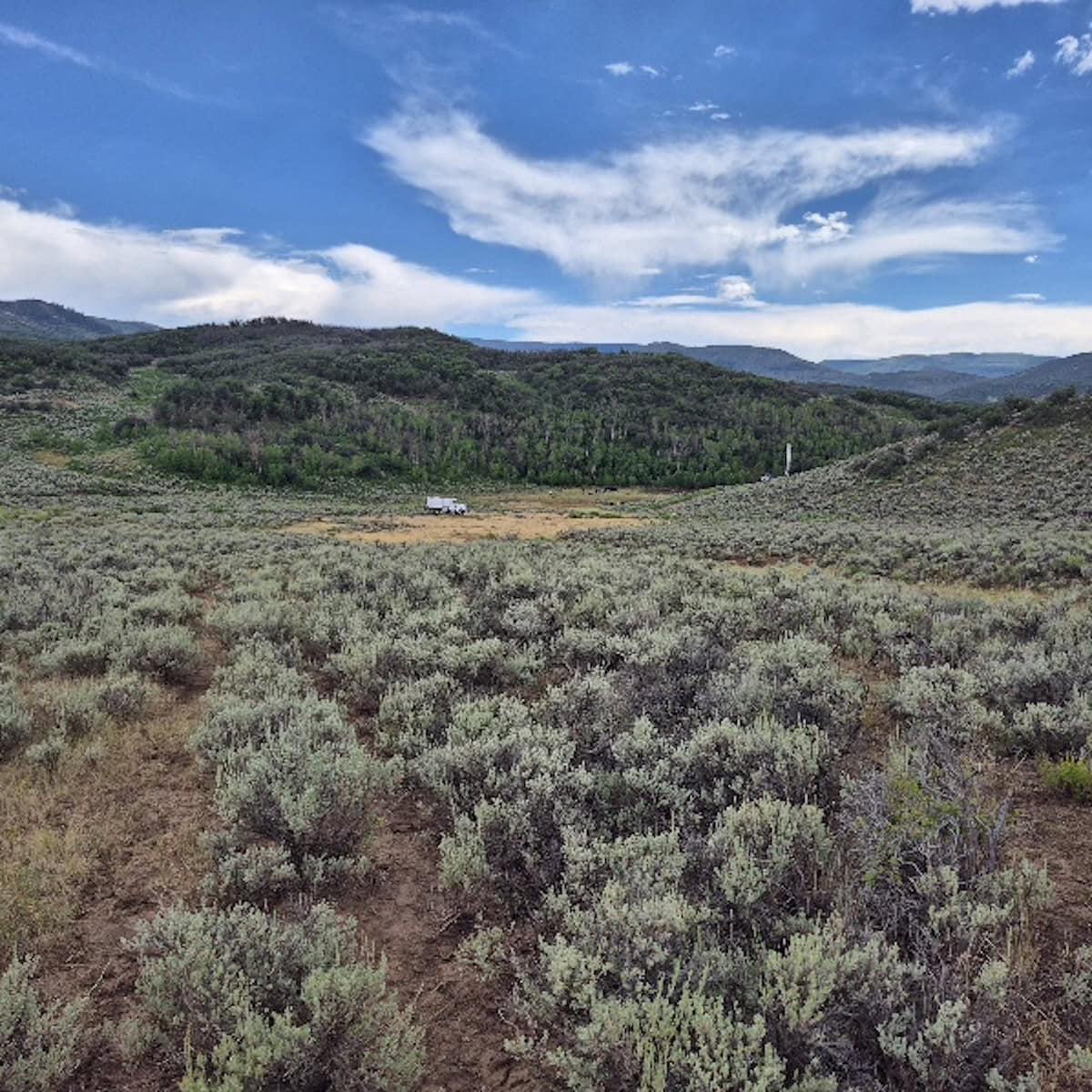 35 Acres Borders Public Land near Collbran, CO