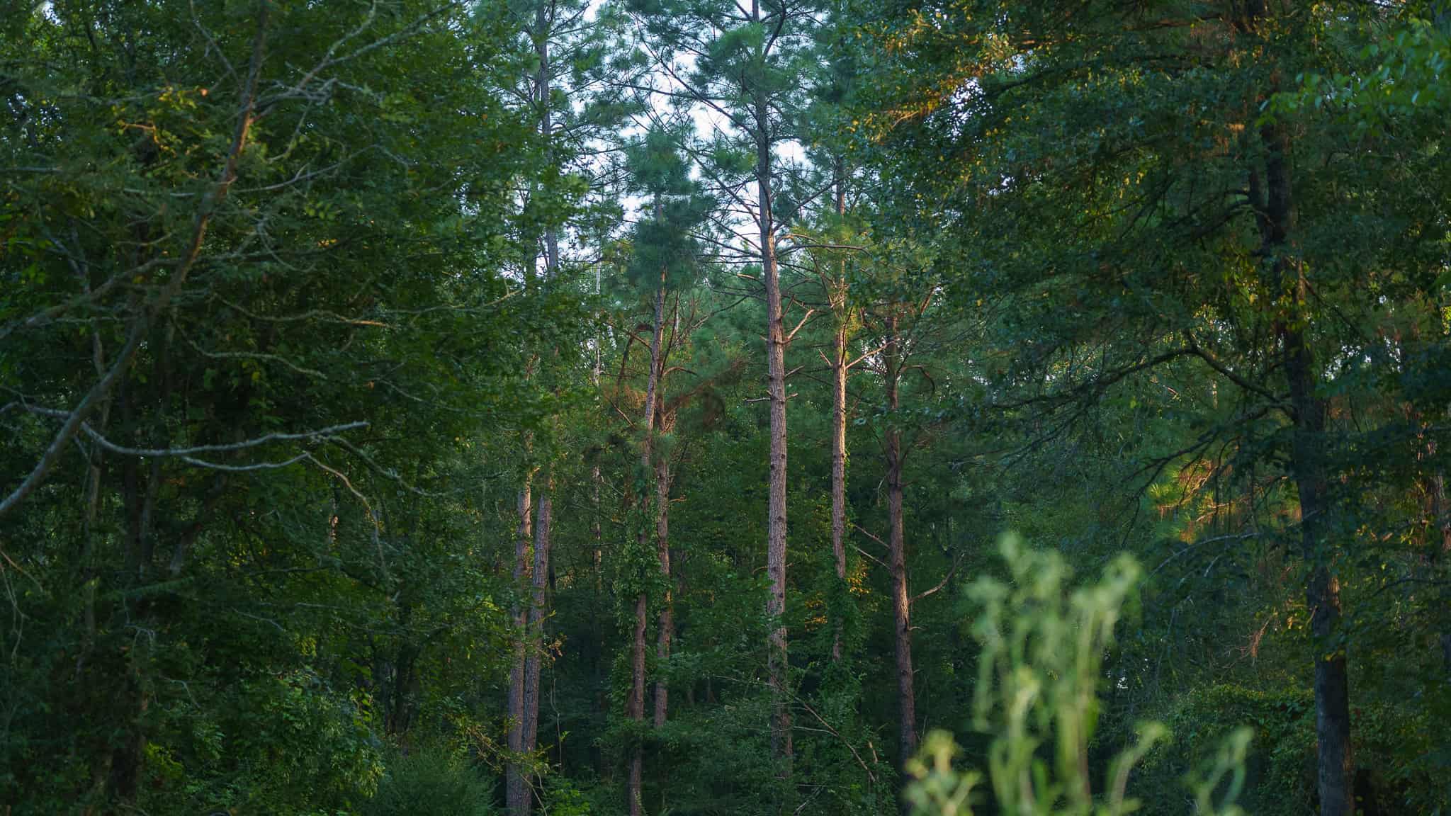East TX Hunting Land for Sale | 327 Acres | River & Duck Slough | Laneville TX