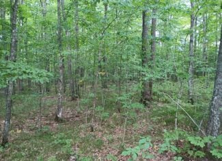 280 ± Acres Near Butternut Lake, WI Recreational Land