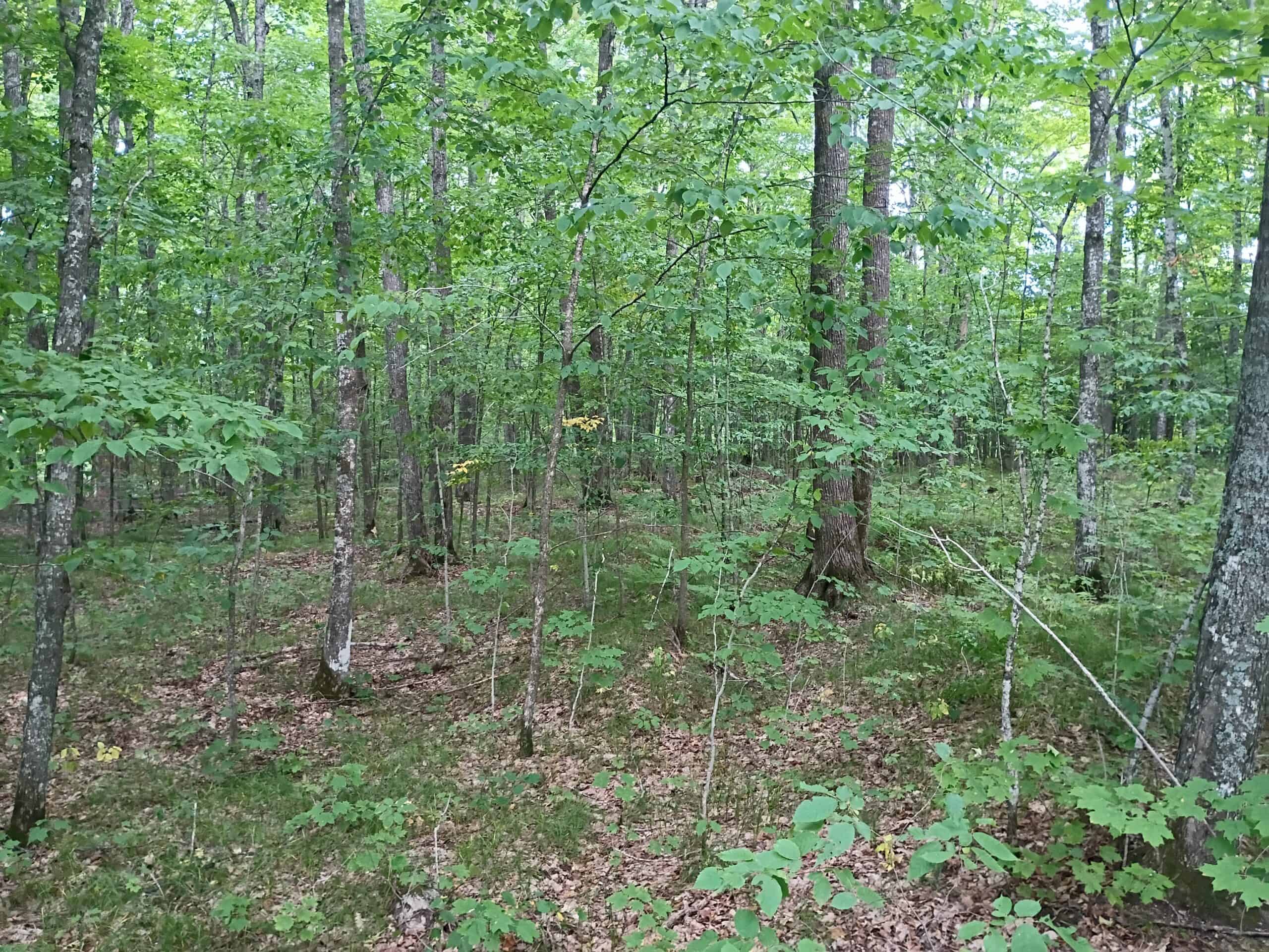 280 ± Acres Near Butternut Lake, WI Recreational Land