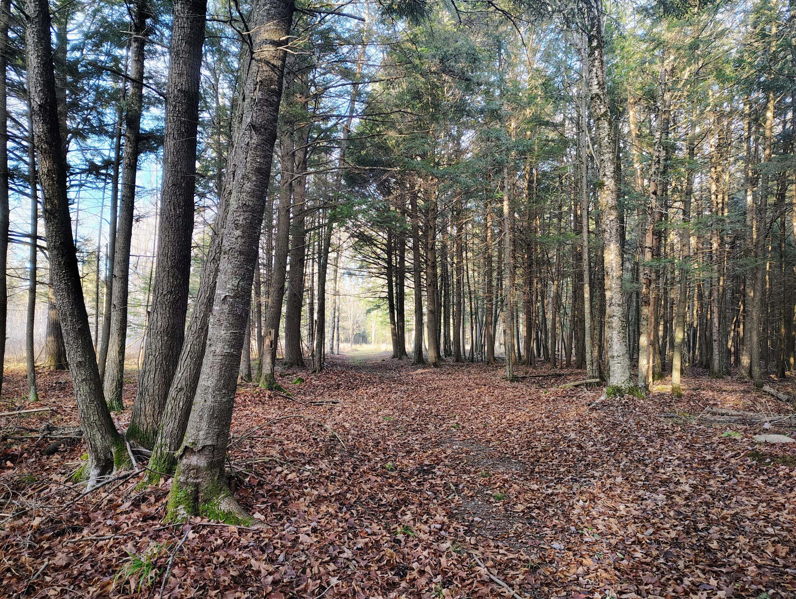 80± Acre Hunting Retreat for Sale in Butternut, WI