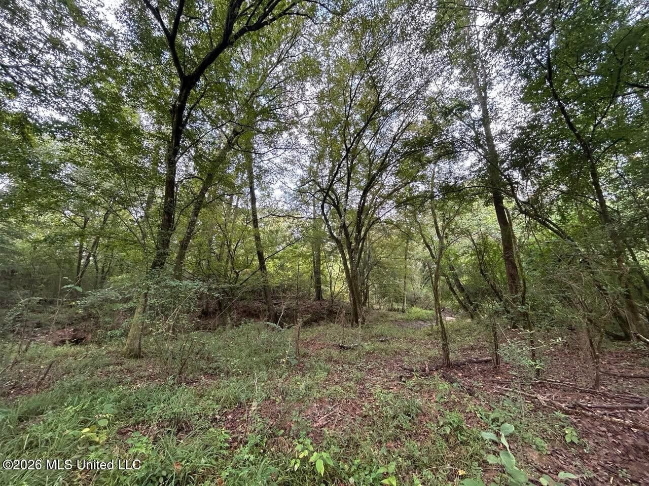 82± Acre Hunting Property in Wilkinson County, MS