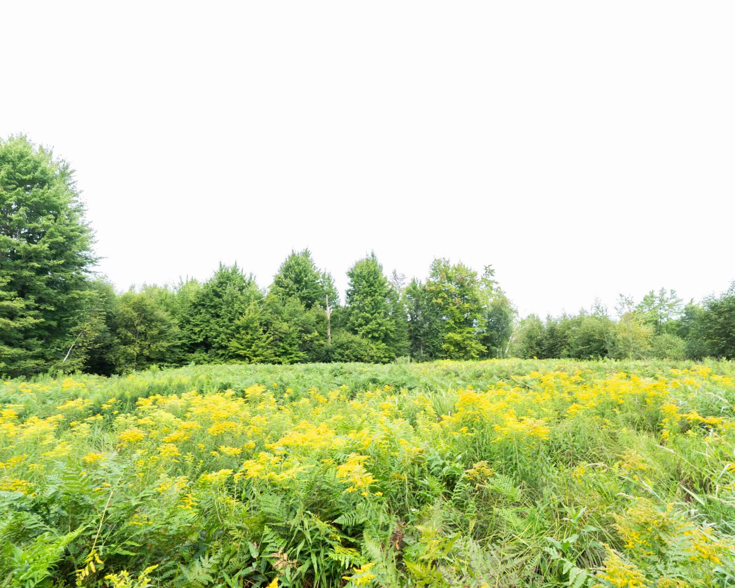 Juneau County WI 80 Acre Camp For Sale