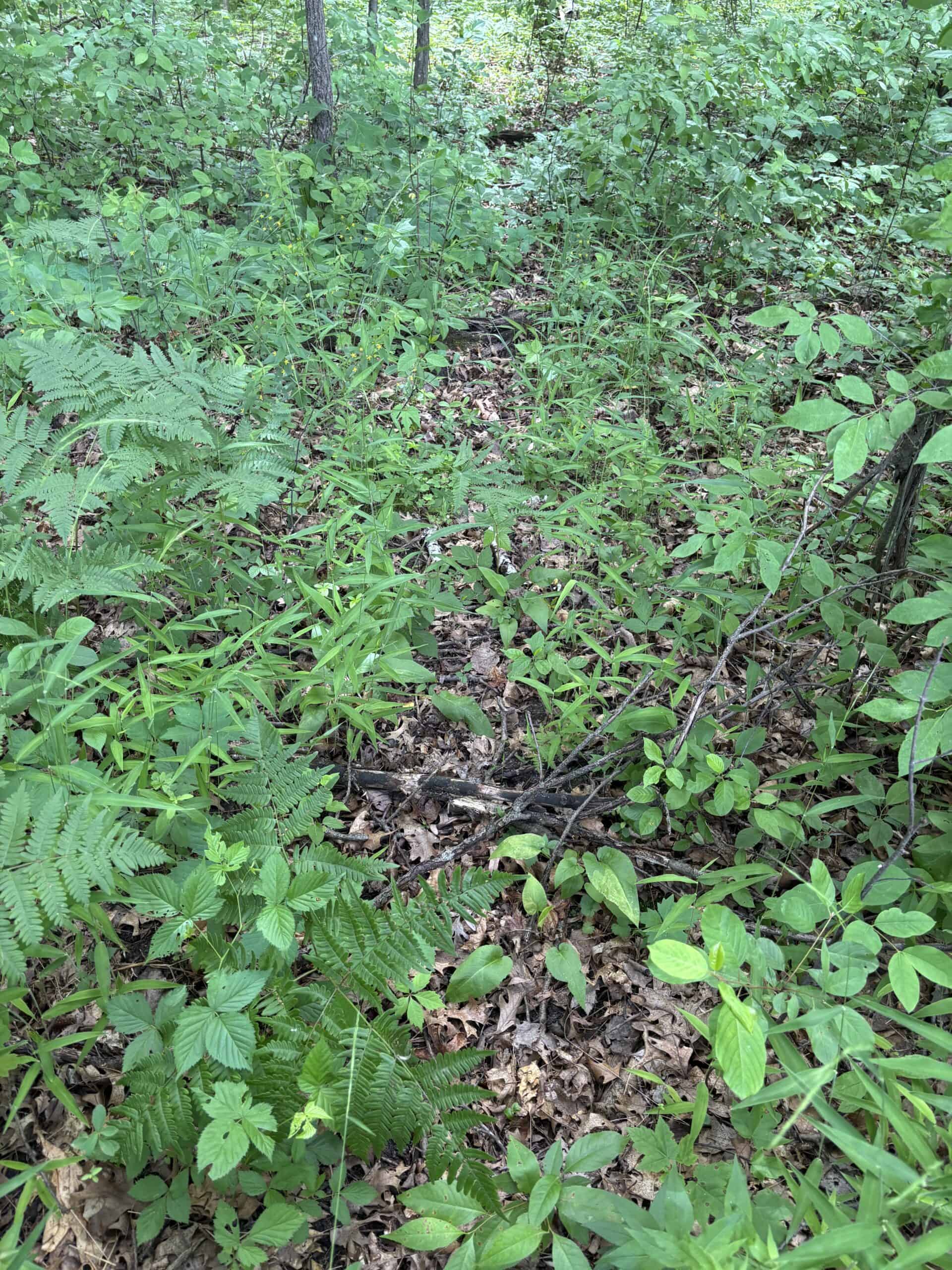 68± Acres of Timber, Water & Recreation | Monroe County, Wisconsin
