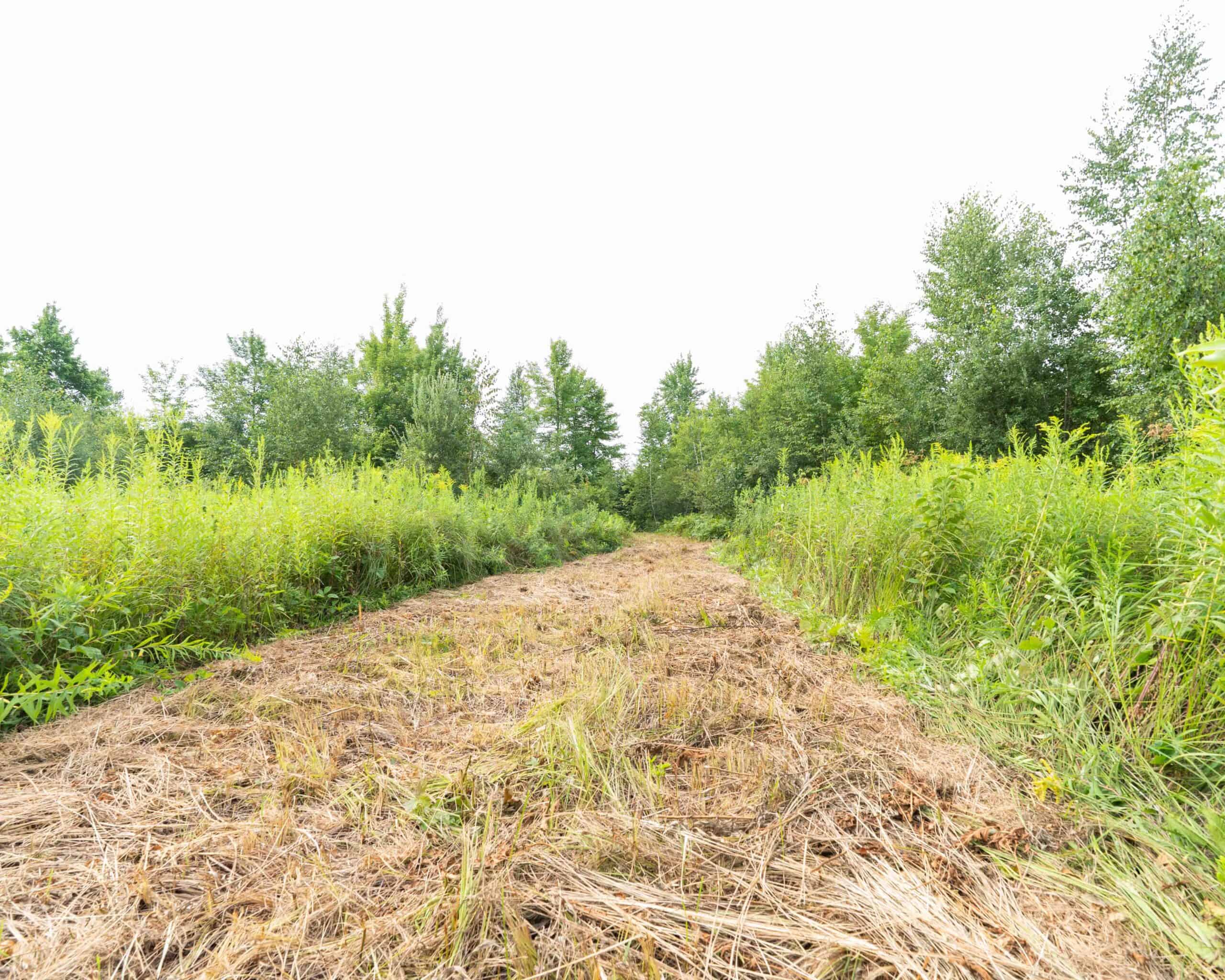 Juneau County WI 80 Acre Camp For Sale