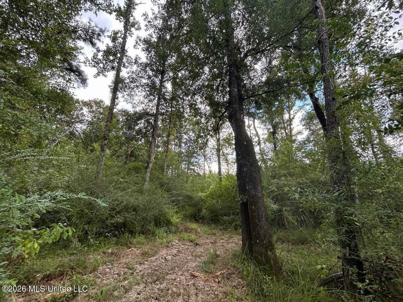 85± Acre Turnkey Hunting Property in Amite County, MS