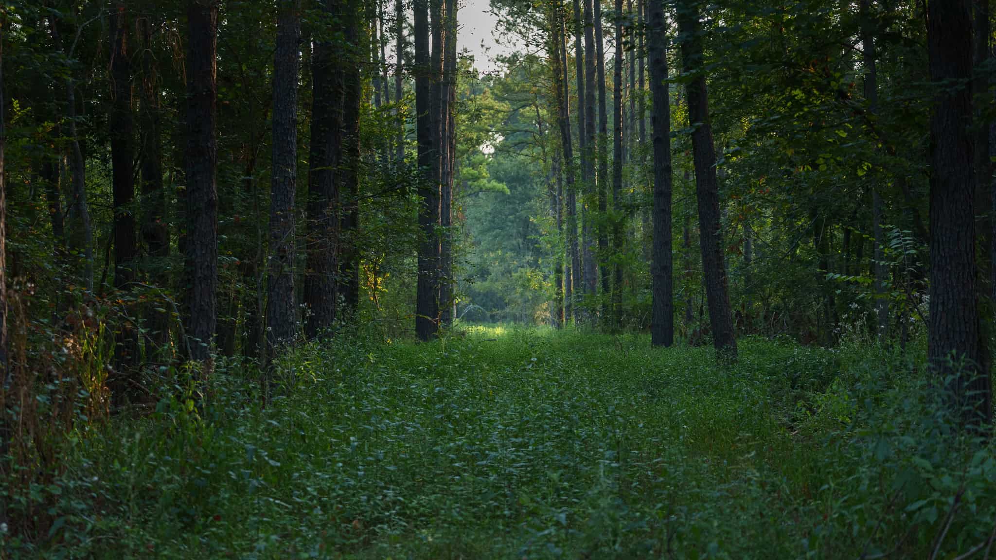 East TX Hunting Land for Sale | 327 Acres | River & Duck Slough | Laneville TX
