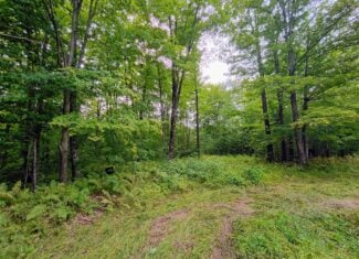 280 ± Acres Near Butternut Lake, WI Recreational Land