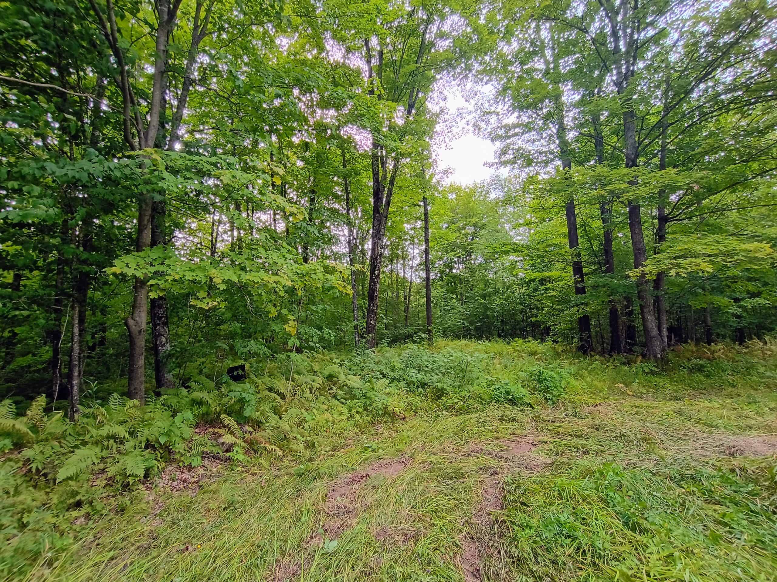 280 ± Acres Near Butternut Lake, WI Recreational Land