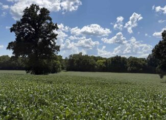 ESTATE FOR SALE IN TN, 56 AC, DEER & TURKEY HUNTING, CREEK, FIELDS, BARN