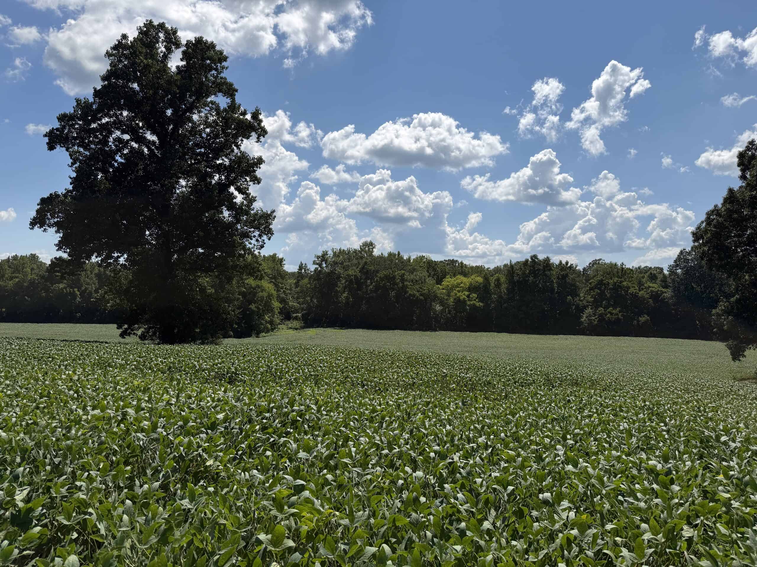 ESTATE FOR SALE IN TN, 56 AC, DEER & TURKEY HUNTING, CREEK, FIELDS, BARN