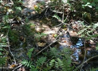 31 Acres for Sale Near Collins MS | Mature Timber & Hunting