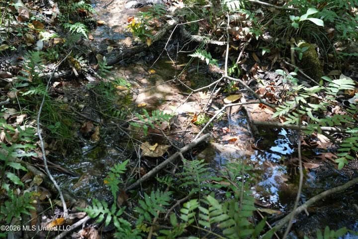 31 Acres for Sale Near Collins MS | Mature Timber & Hunting