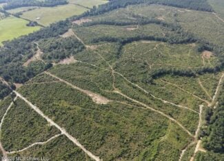 50± Acre Homesite & Hunting Land in Plainview, LA