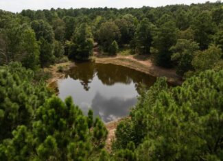 East Texas Hunting & Timber Land for Sale in Smith County