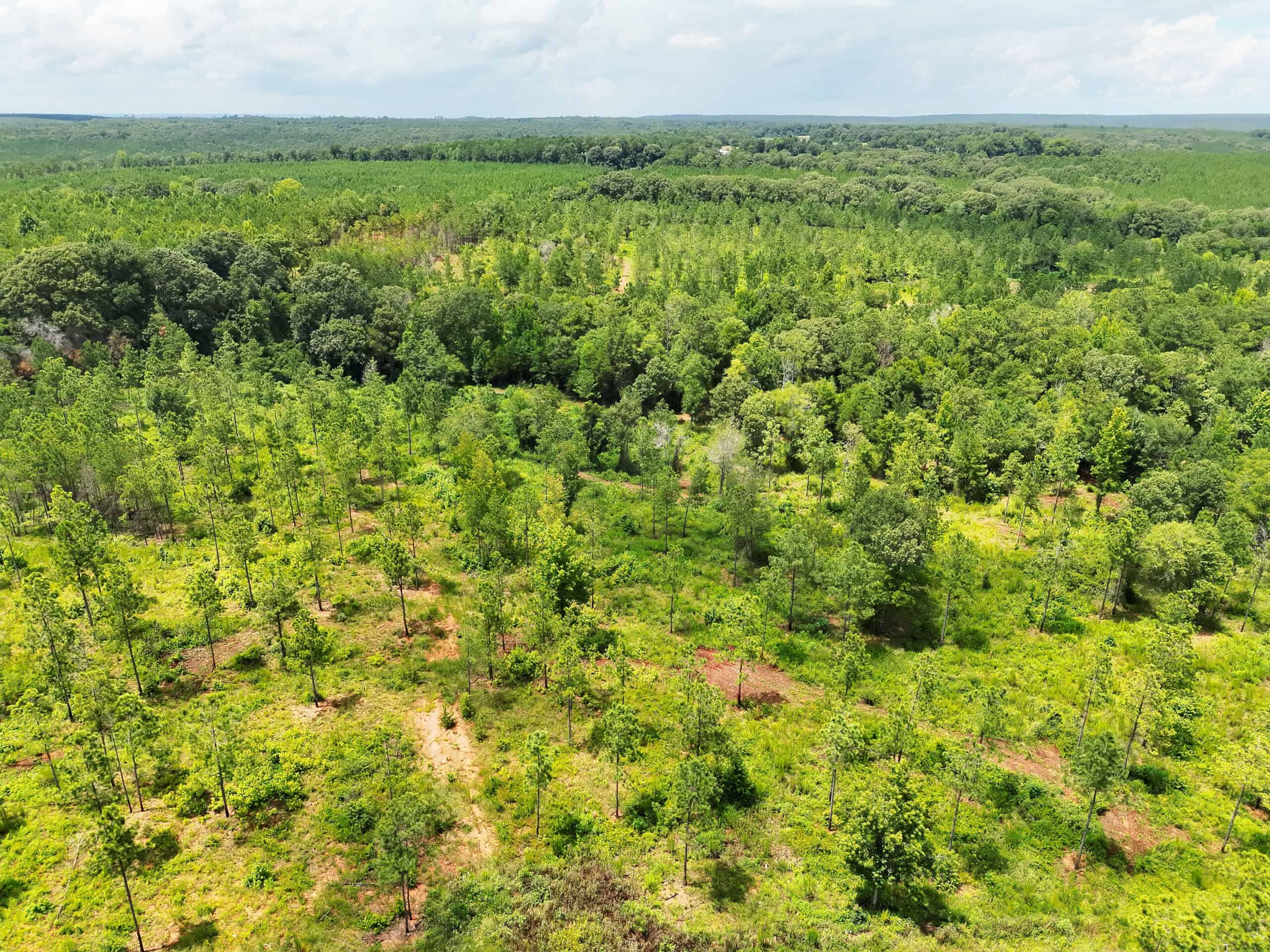 Discover an outstanding 130-acre recreational and hunting property in Stewart Cty