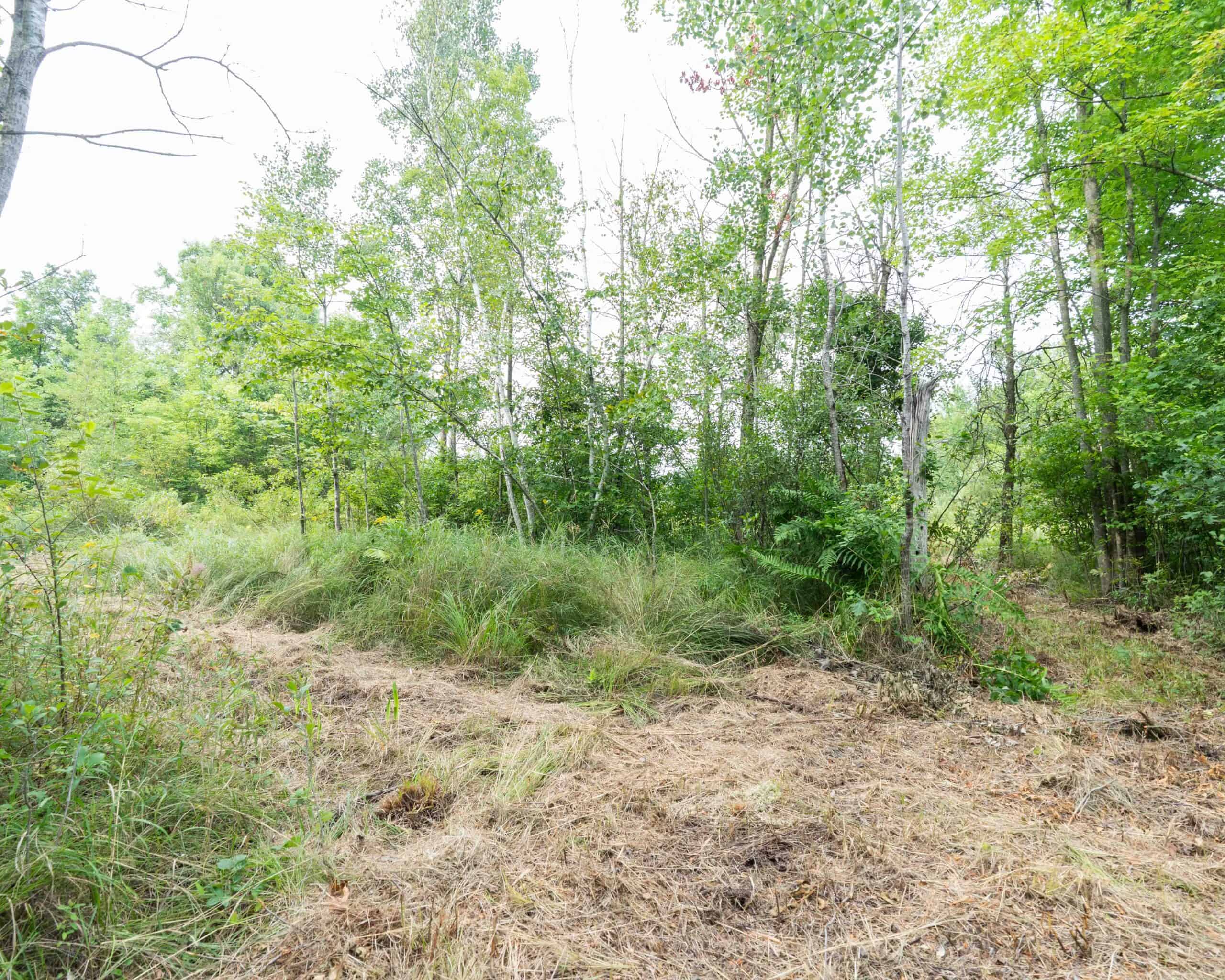 Juneau County WI 80 Acre Camp For Sale