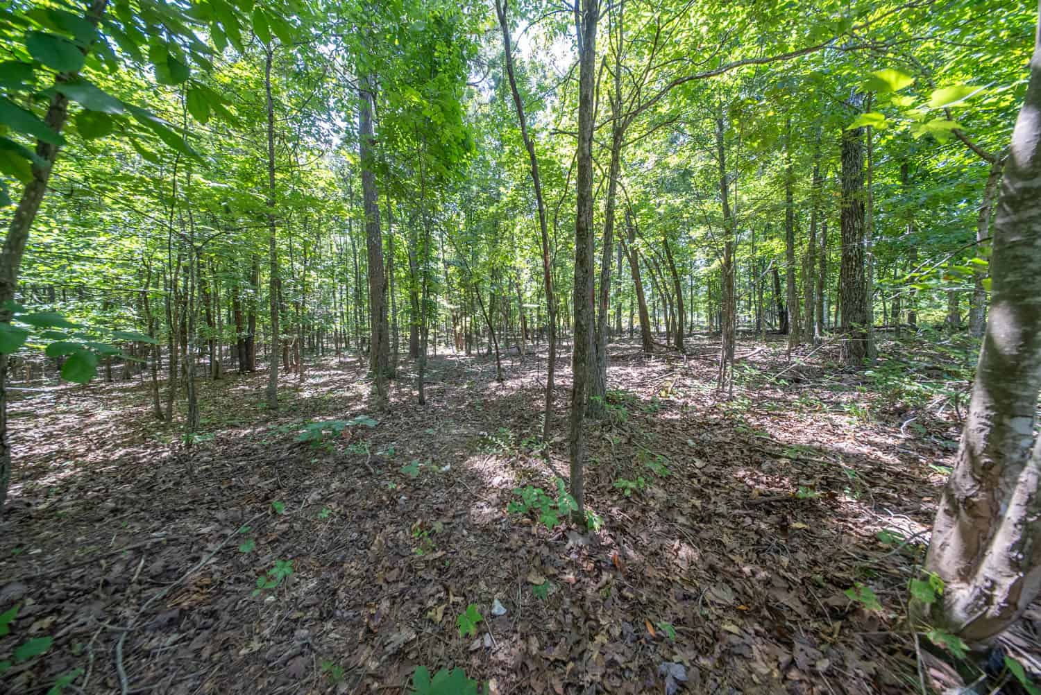 000 County Road 127, Alton, Missouri