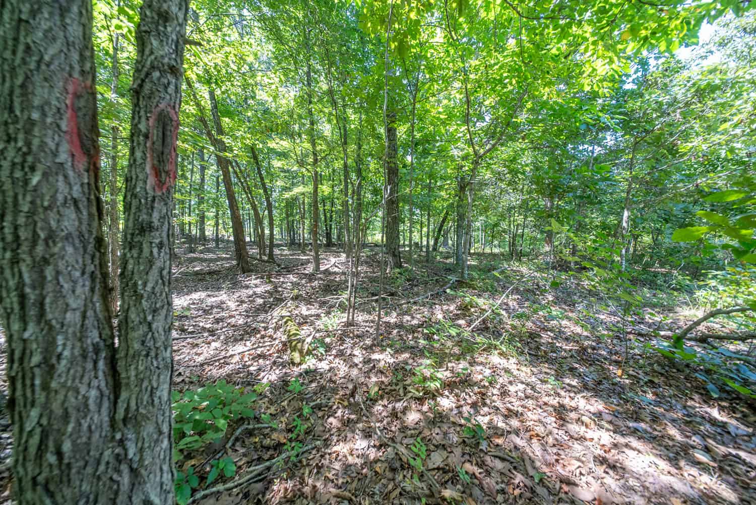000 County Road 127, Alton, Missouri