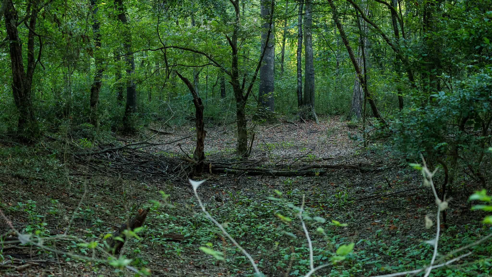 East TX Hunting Land for Sale | 327 Acres | River & Duck Slough | Laneville TX