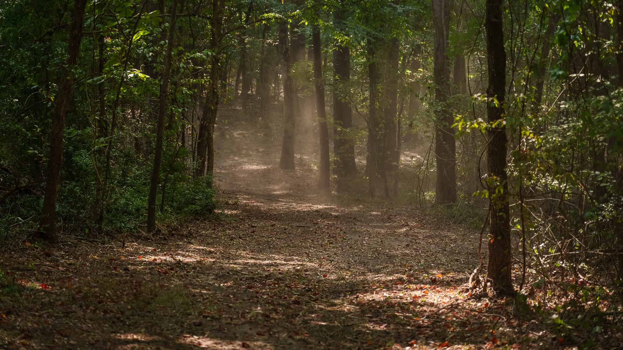 East Texas Hunting & Timber Land for Sale in Smith County