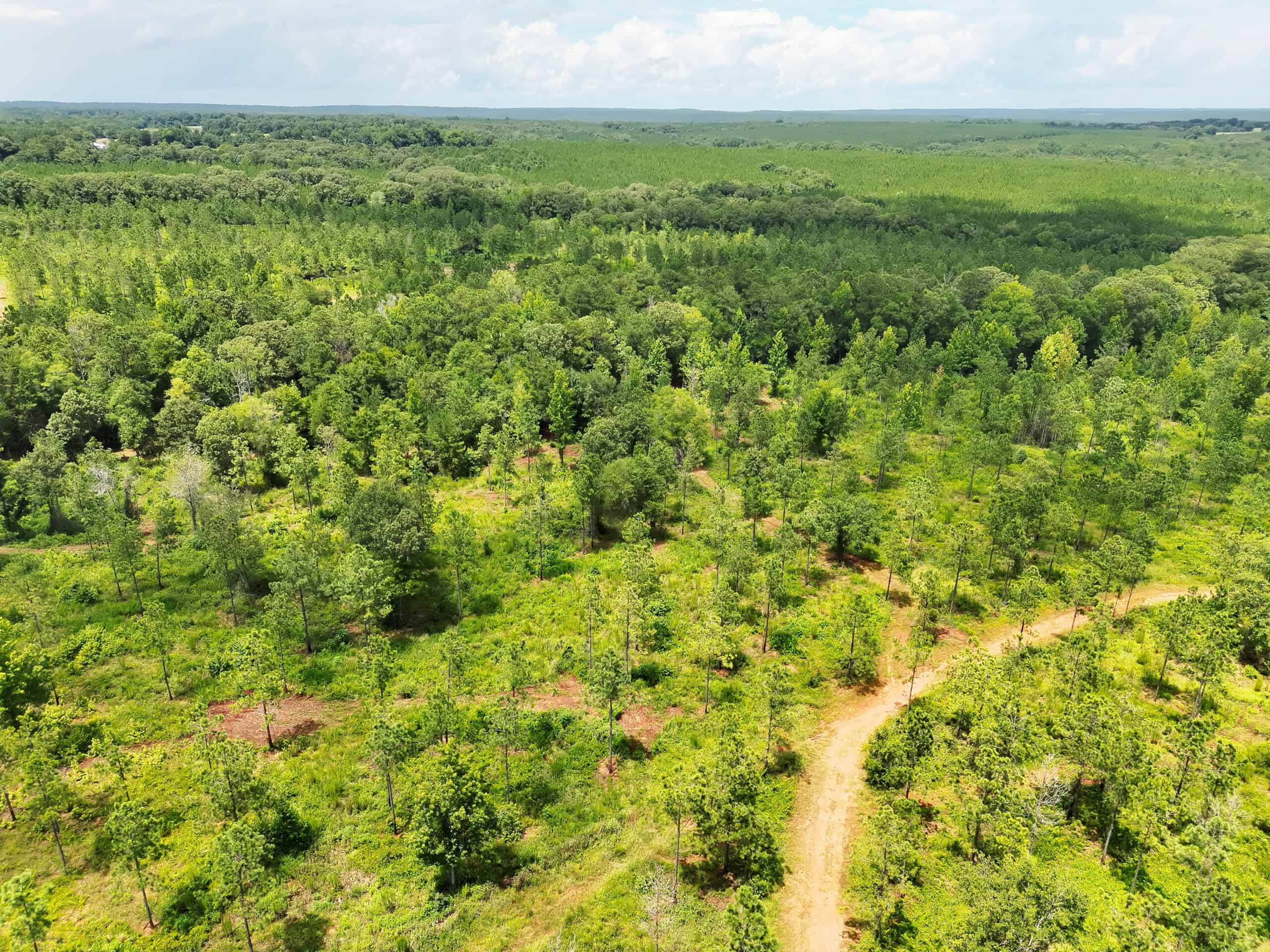 Discover an outstanding 130-acre recreational and hunting property in Stewart Cty