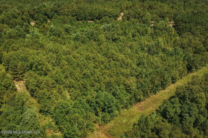 31 Acres for Sale Near Collins MS | Mature Timber & Hunting