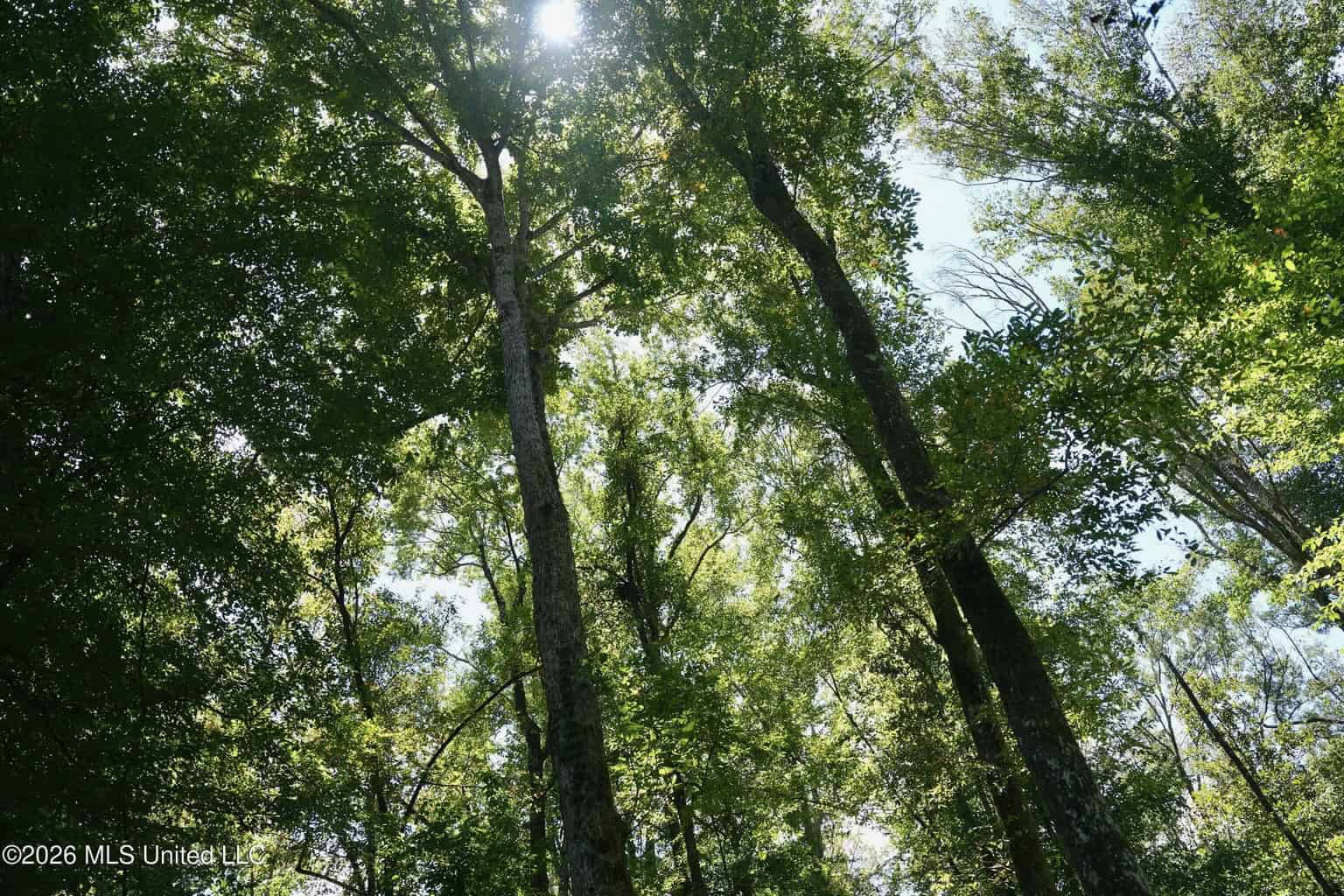 150 Acres for Sale in Magnolia MS on Tangipahoa River