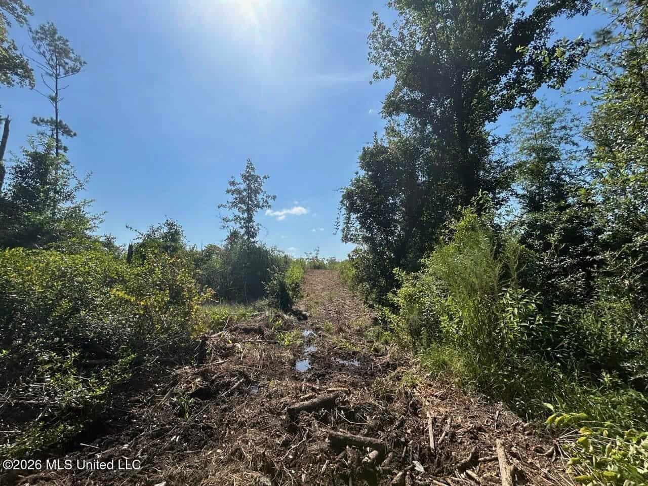 42± Acre Homesite & Hunting Land in Plainview, LA