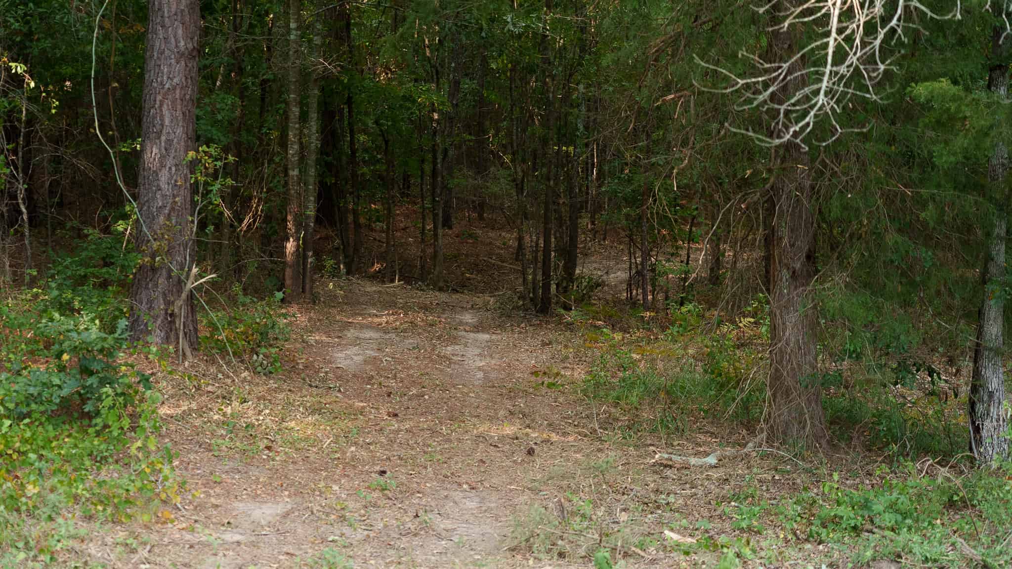 East Texas Hunting & Timber Land for Sale in Smith County