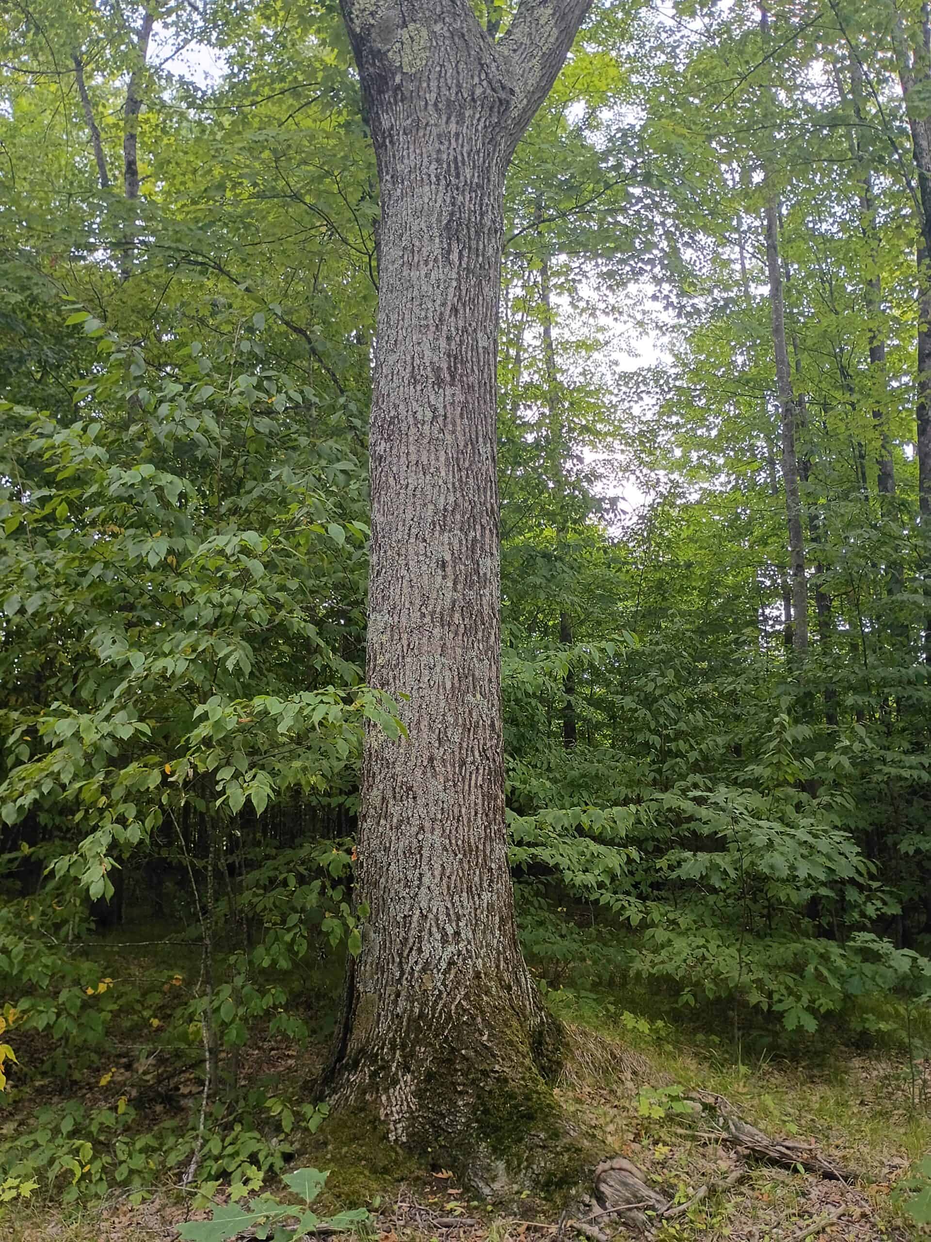 280 ± Acres Near Butternut Lake, WI Recreational Land