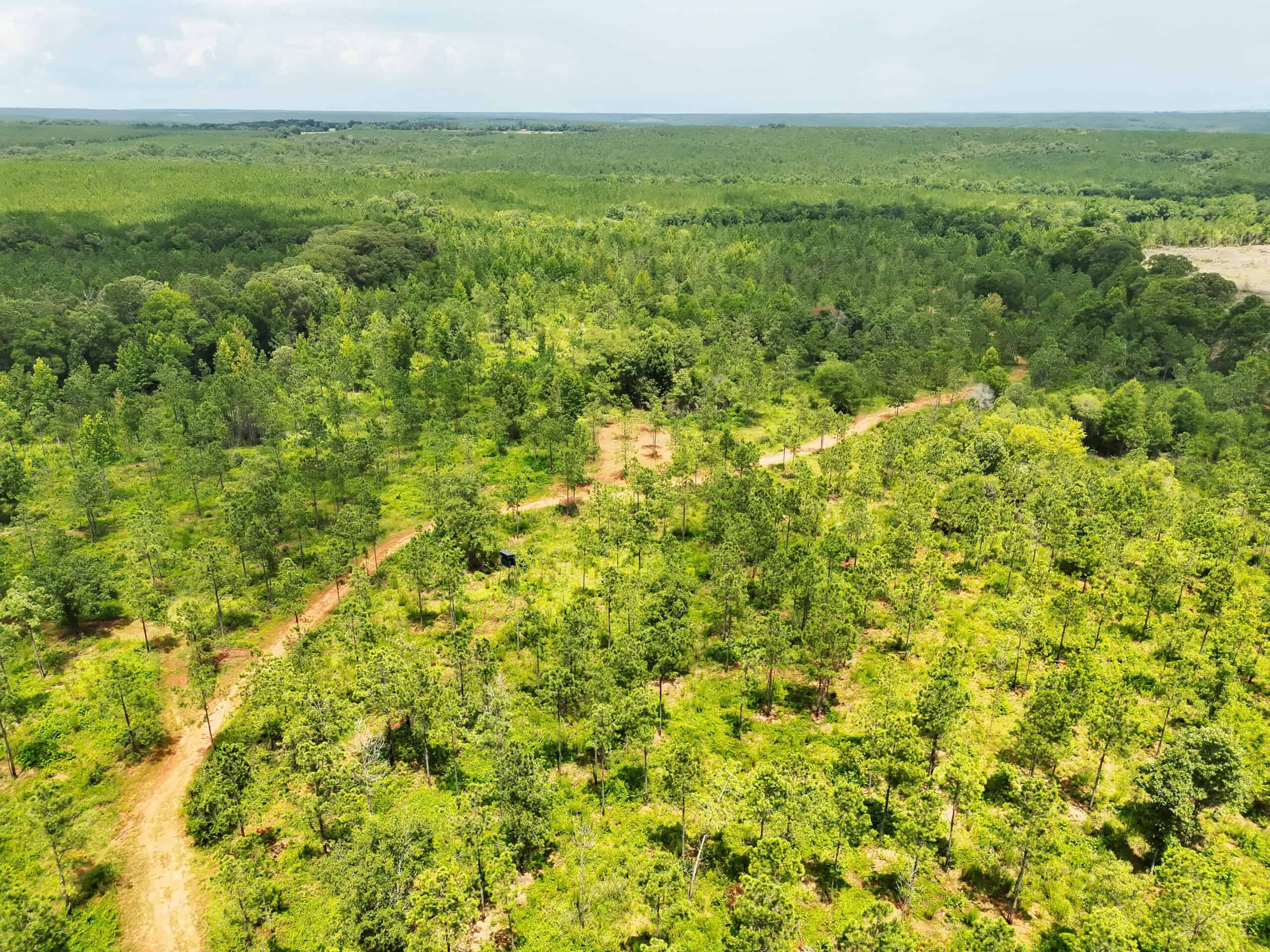Discover an outstanding 130-acre recreational and hunting property in Stewart Cty