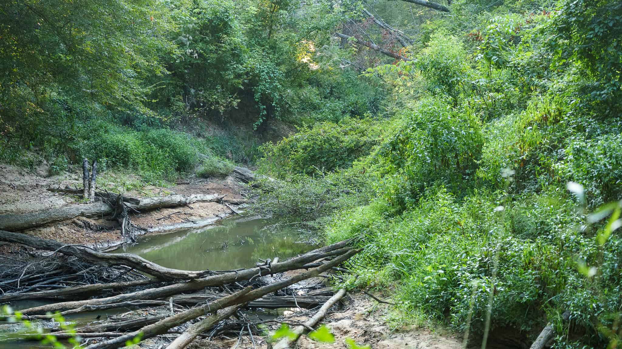 East TX Hunting Land for Sale | 327 Acres | River & Duck Slough | Laneville TX