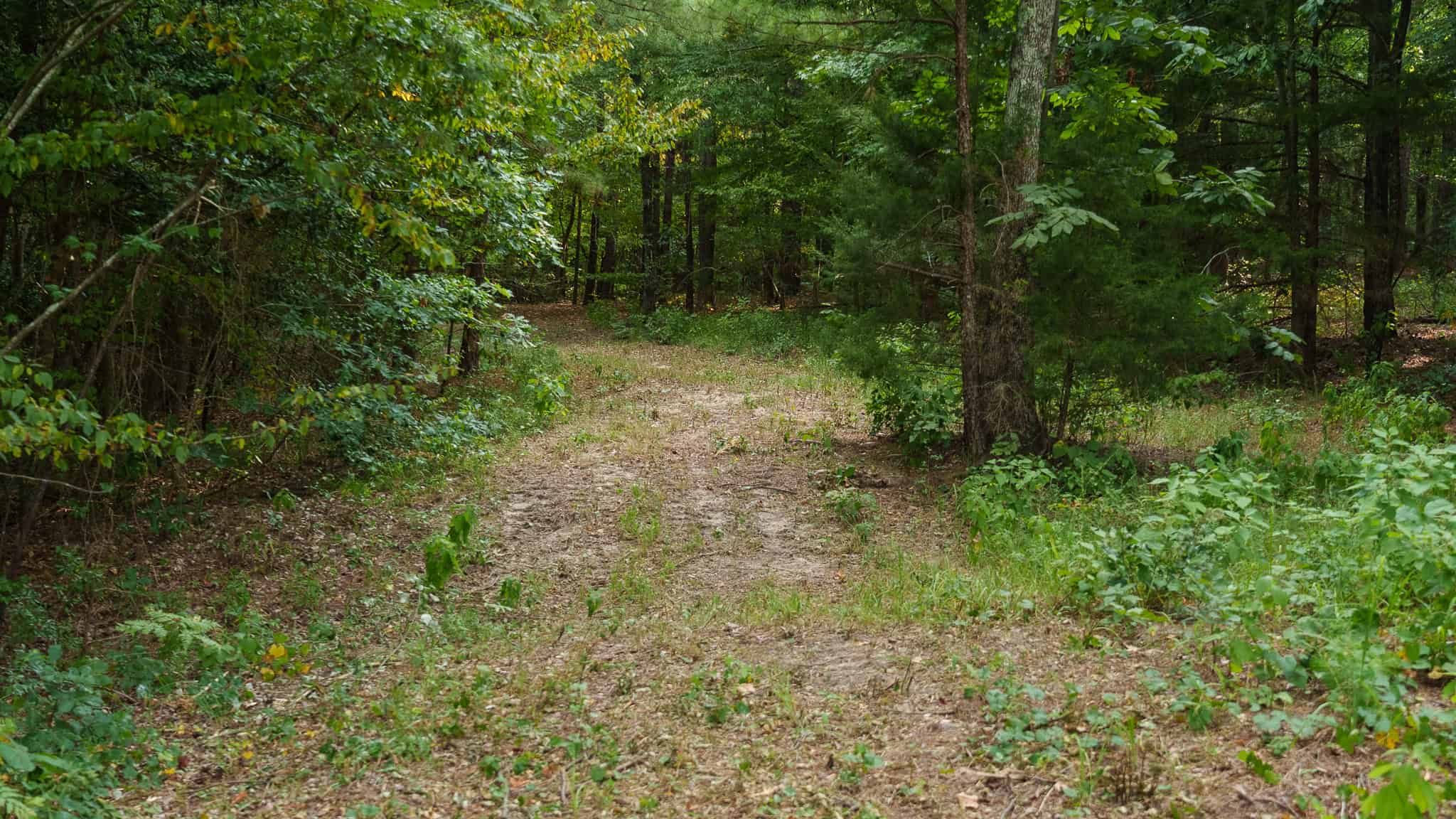 East Texas Hunting & Timber Land for Sale in Smith County