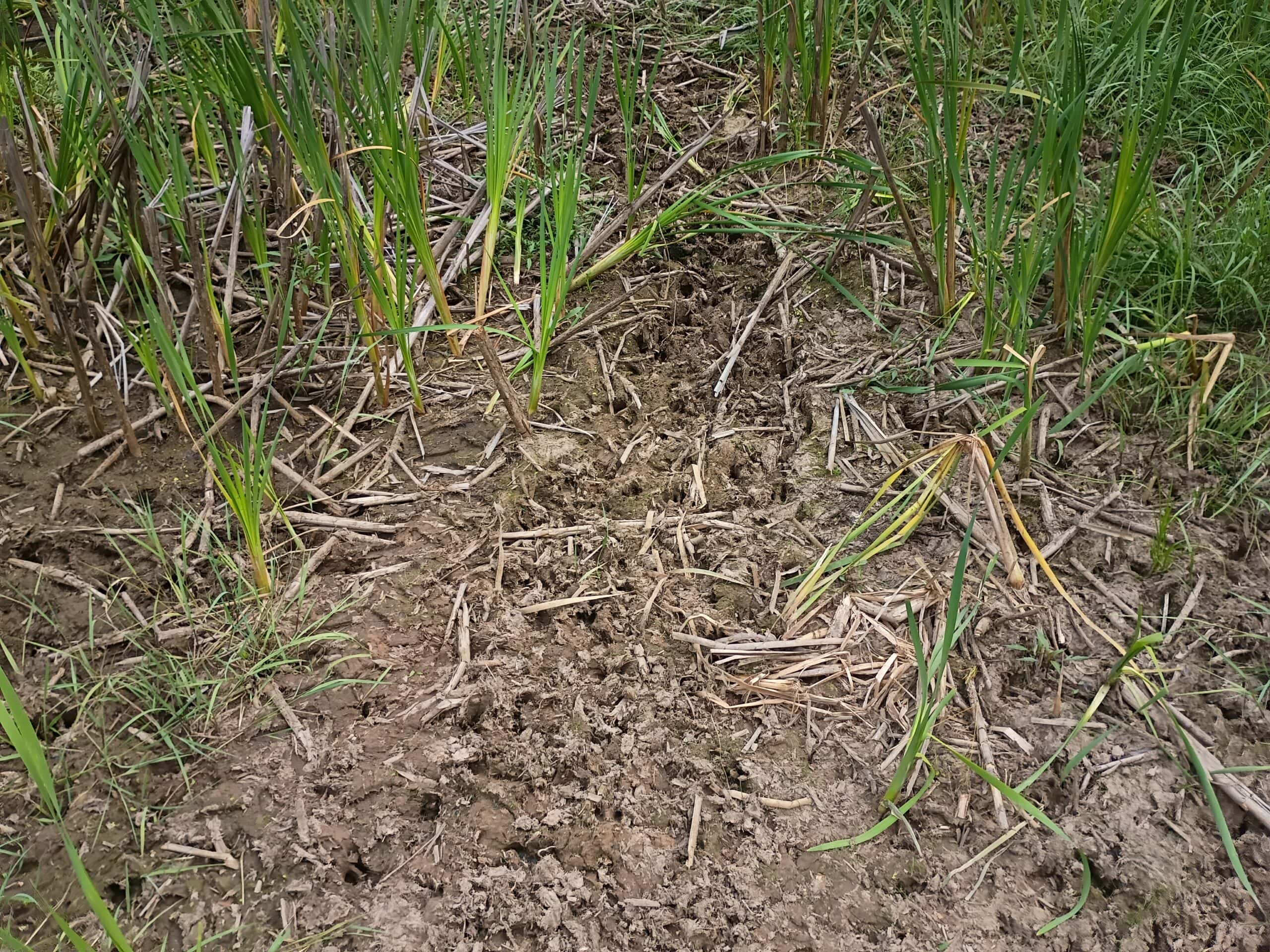 280 ± Acres Near Butternut Lake, WI Recreational Land