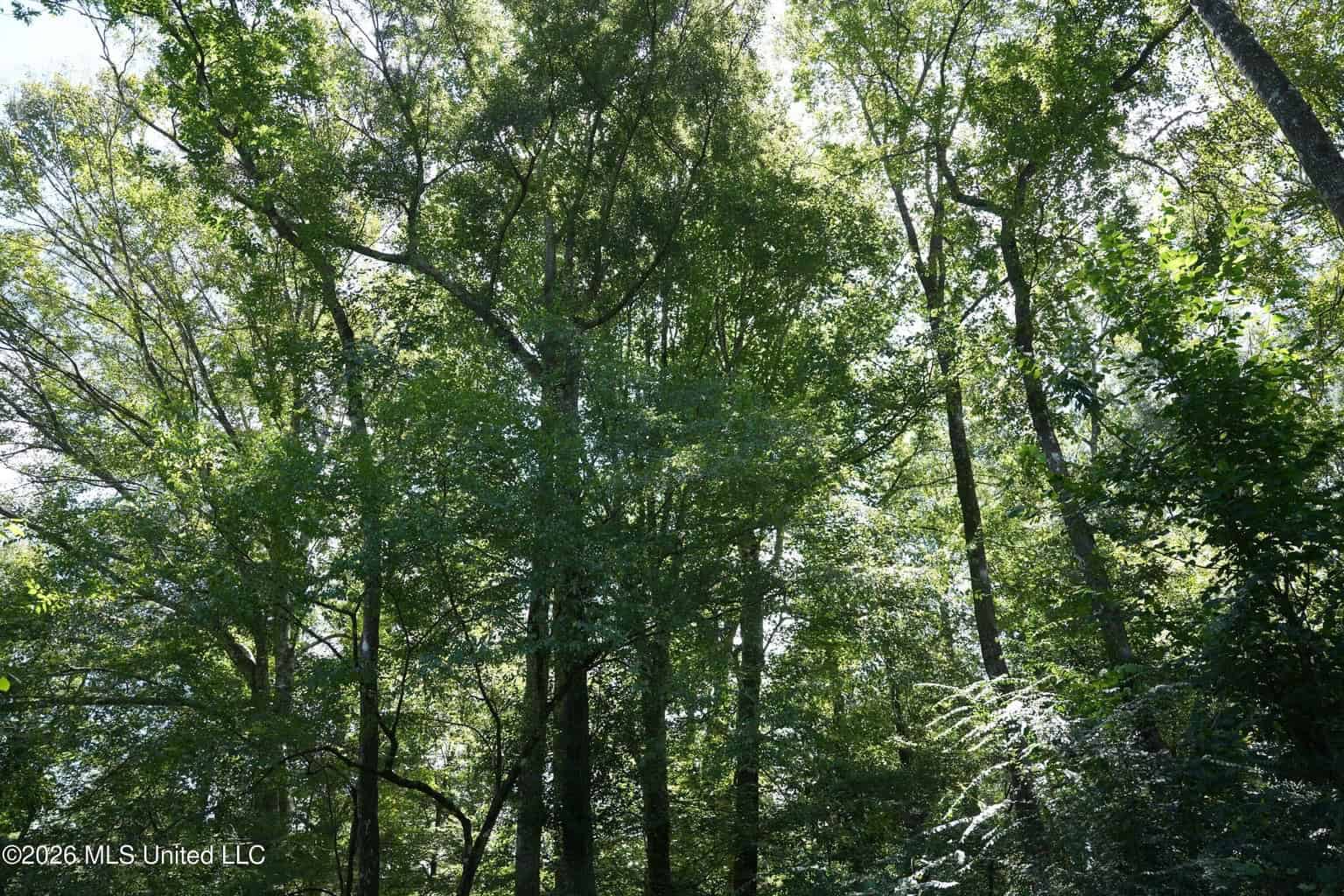 150 Acres for Sale in Magnolia MS on Tangipahoa River