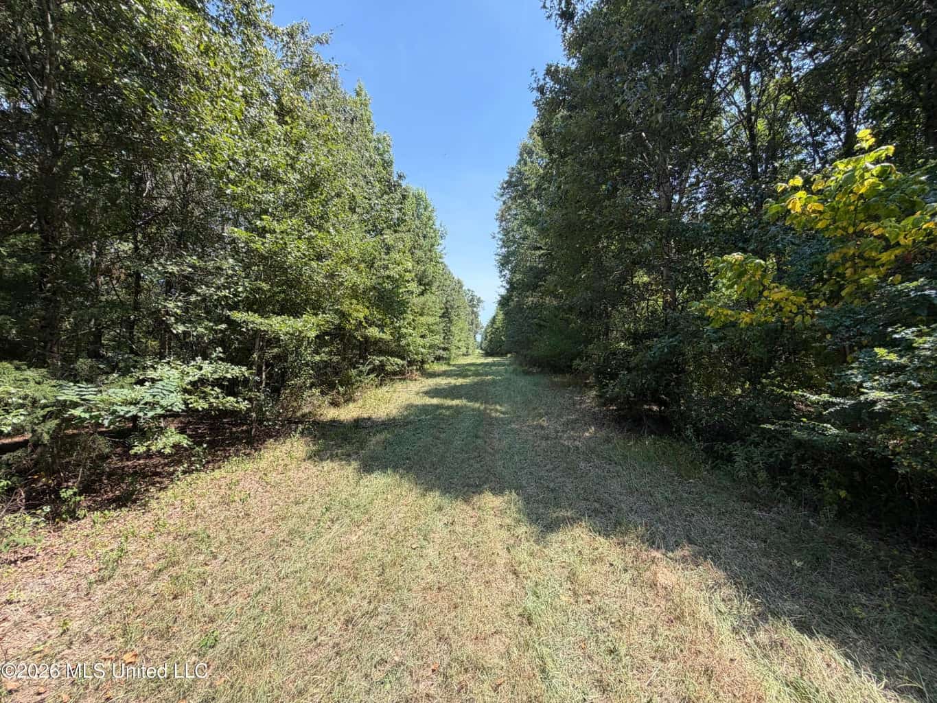 81-Acre Timber Property on 20-Acre Lake in Vaughan, MS