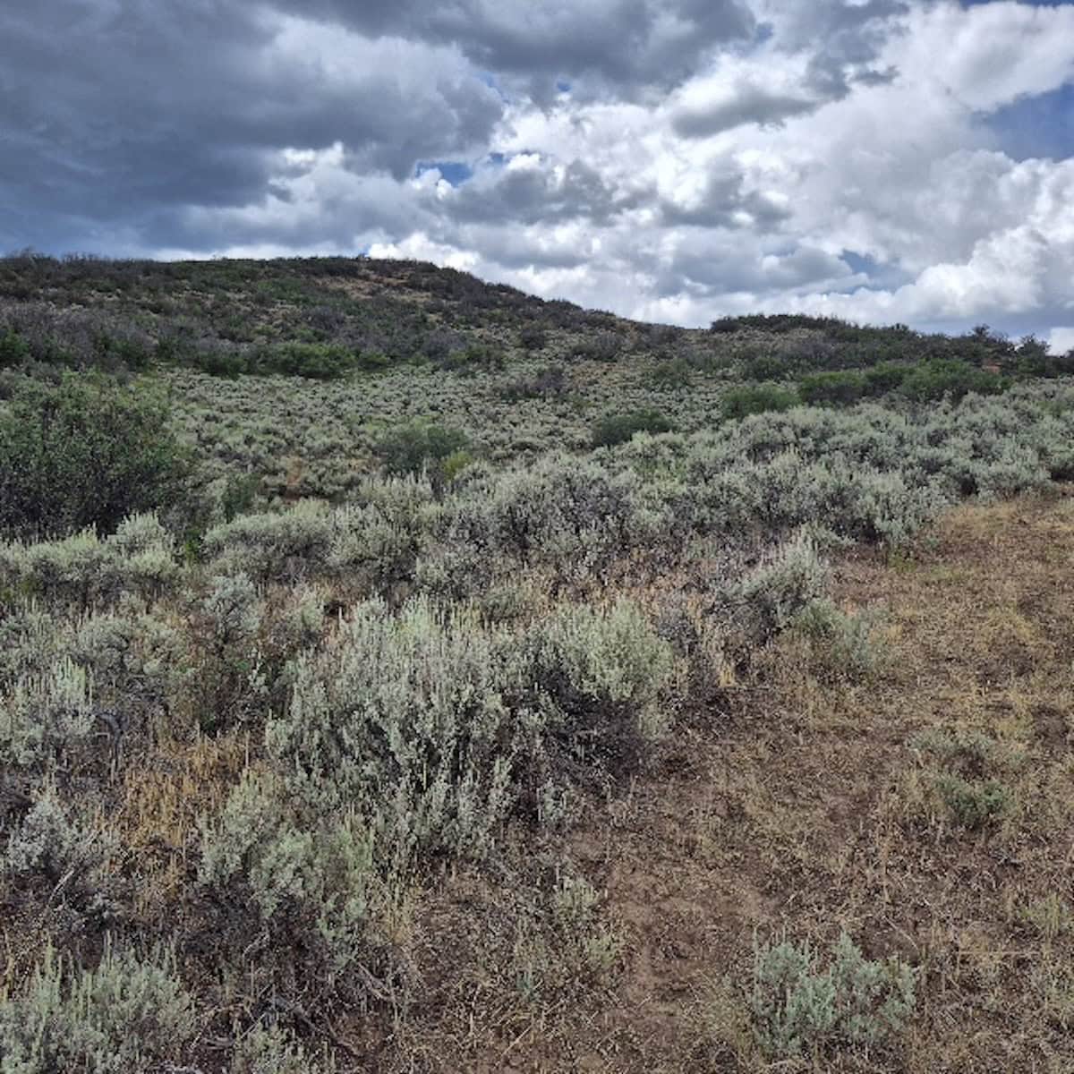35 Acres Borders Public Land near Collbran, CO