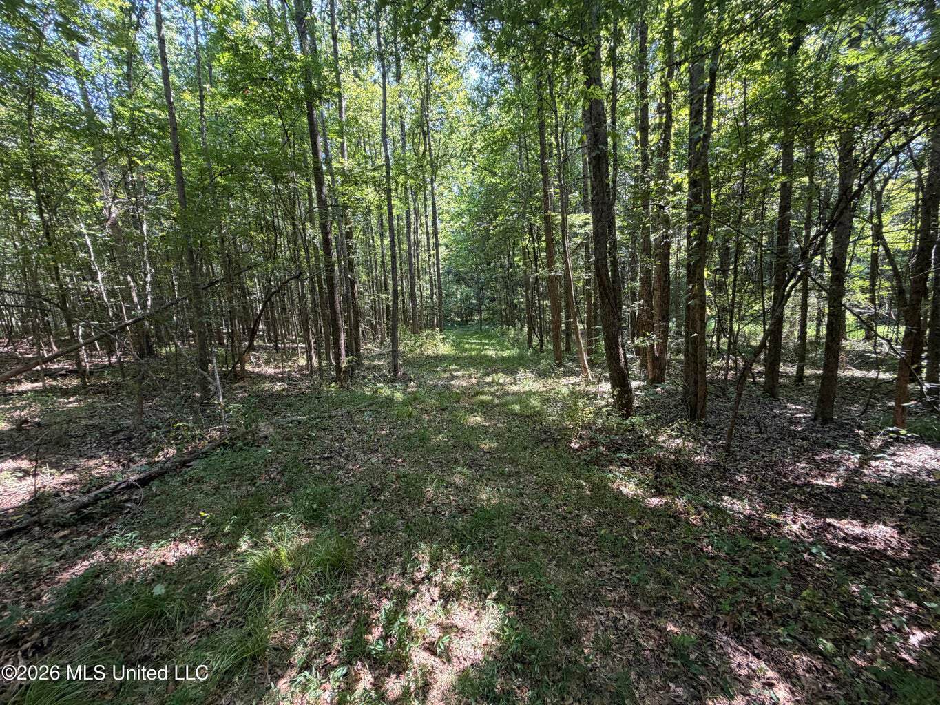 81-Acre Timber Property on 20-Acre Lake in Vaughan, MS
