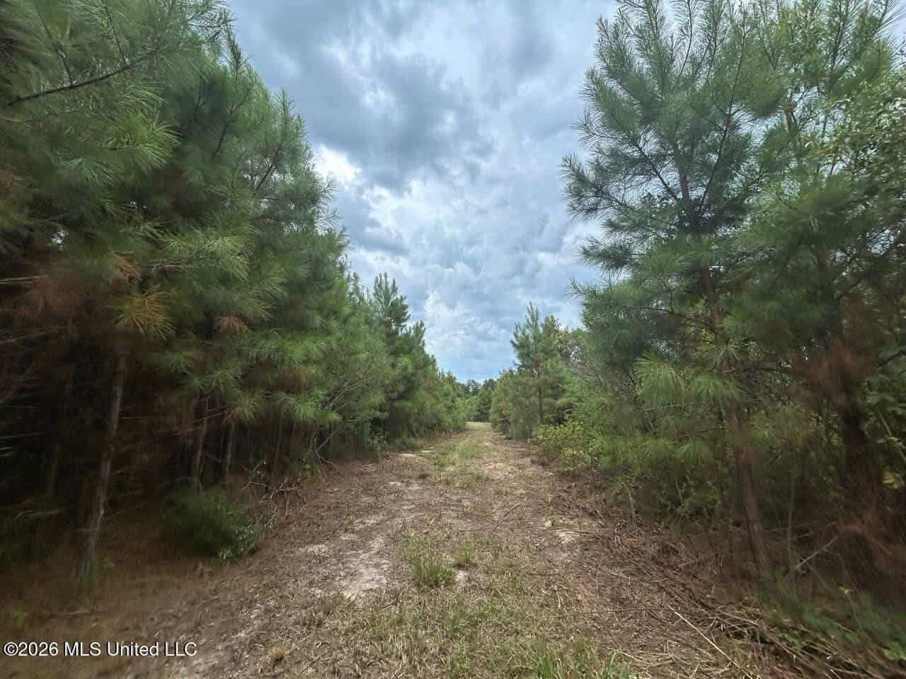 85± Acre Turnkey Hunting Property in Amite County, MS