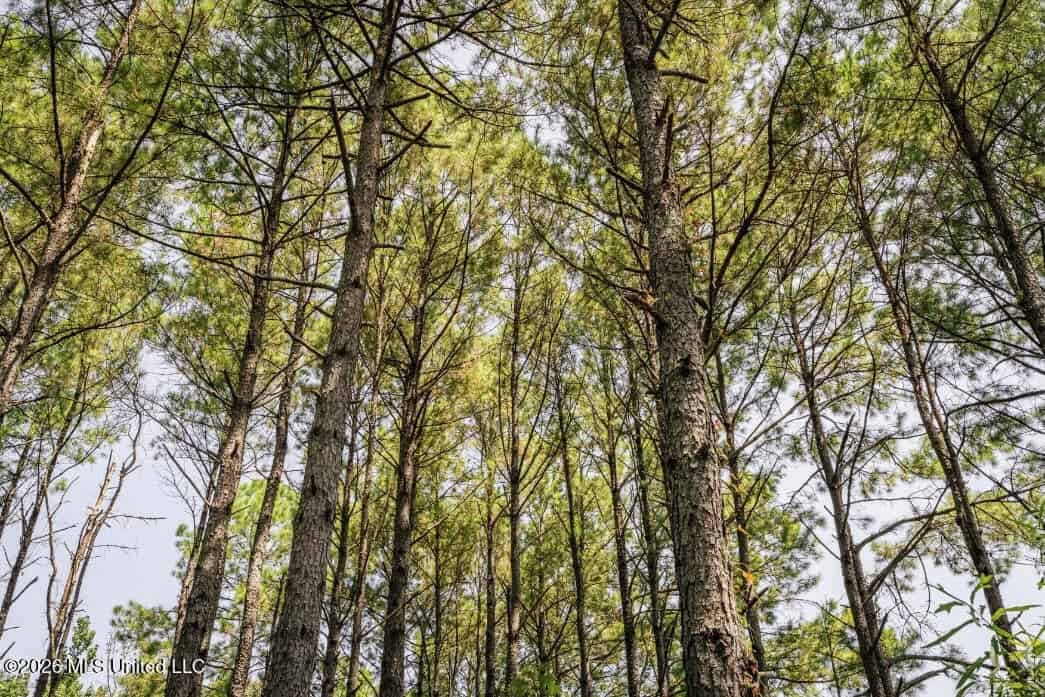 52.25± Acres in Copiah County, MS Near Hazlehurst