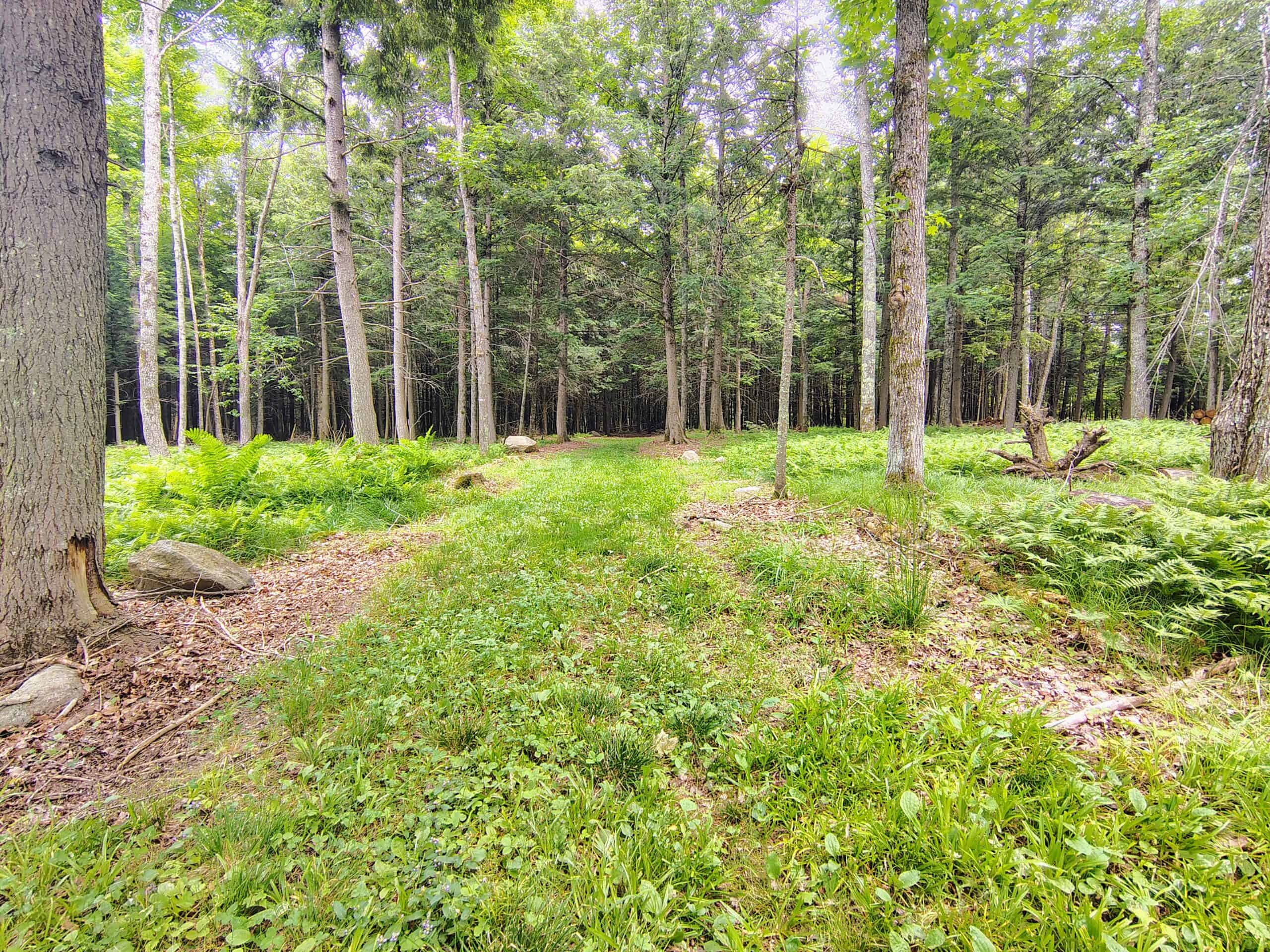 80± Acre Hunting Retreat for Sale in Butternut, WI