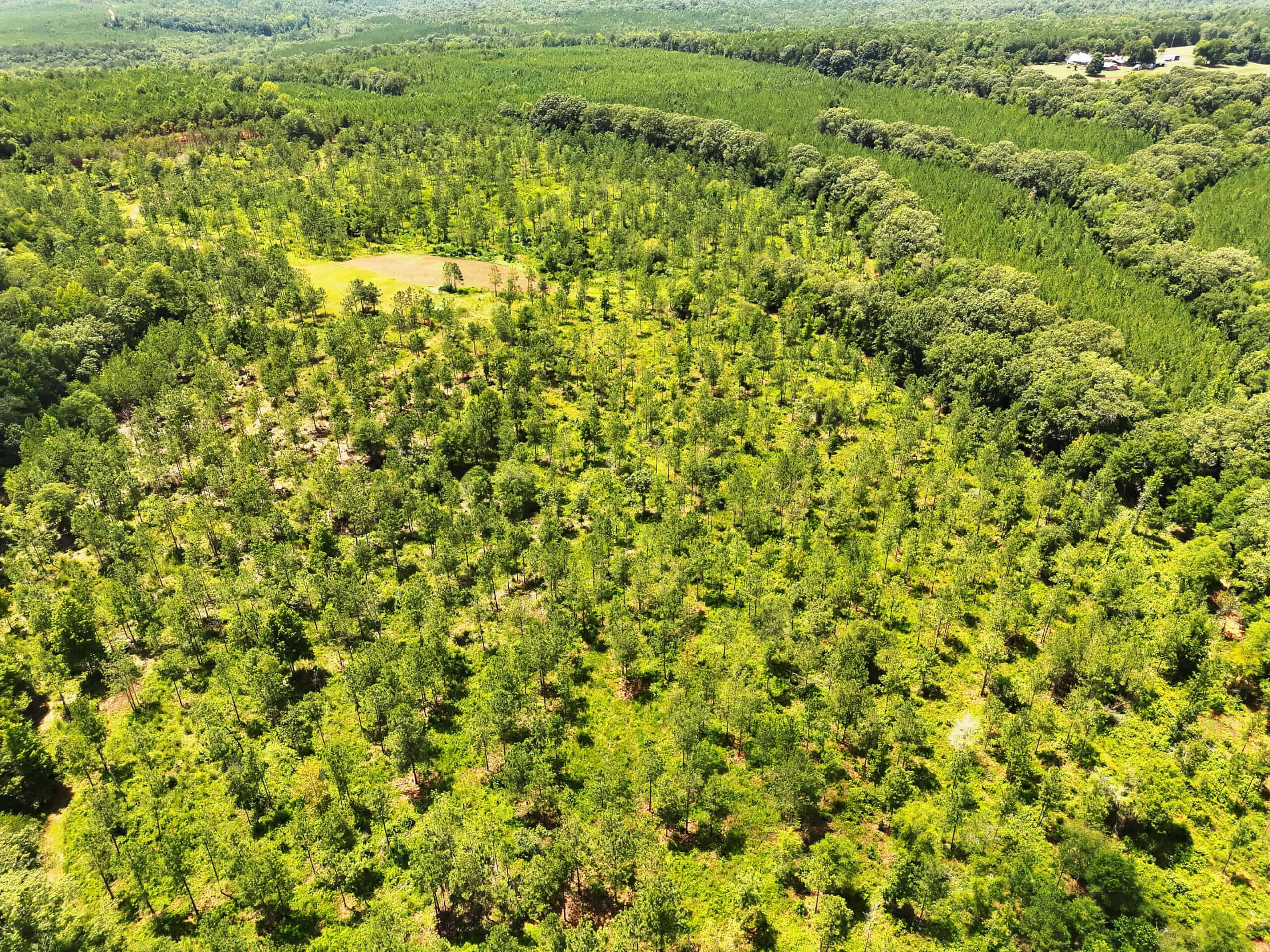 Discover an outstanding 130-acre recreational and hunting property in Stewart Cty