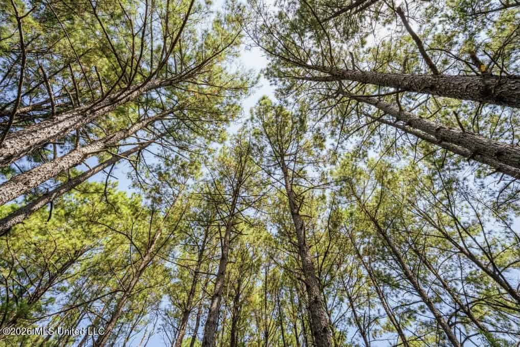 52.25± Acres in Copiah County, MS Near Hazlehurst